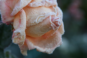 Macro, Rose Flower, Rose, Petals, Bud, Frost, Hoarfrost HD wallpaper
