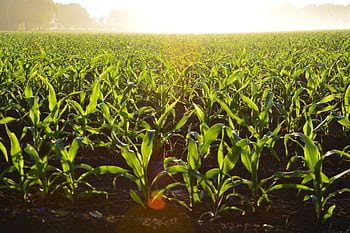 Lush cornfield illuminated by the golden morning sun, showcasing growth and vitality. HD wallpaper