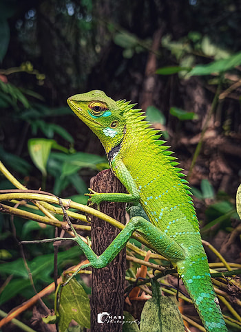 Iguana, iguania, terrestrial_plant HD phone wallpaper