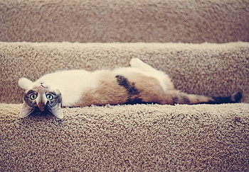 Cute cat!, cute, cat, stirs, nice HD wallpaper
