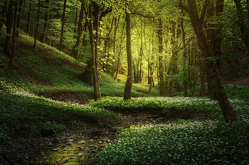 Forest, trees, jungle, path HD wallpaper