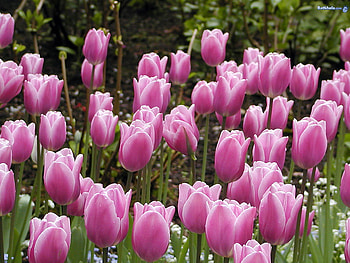 Lovely pinkish beautiful tulips., gorgeous, soft, velvet, marvelous HD wallpaper