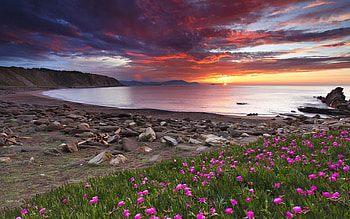 Nature, Flowers, Sunset, Stones, Shore, Bank, Clover HD wallpaper