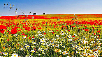 Castilla la Mancha, Spain, landscape, colors, sky, blossoms HD wallpaper