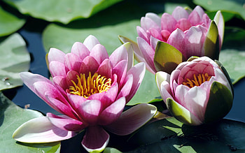 Water Lily, Serene background, Nature graphy HD wallpaper