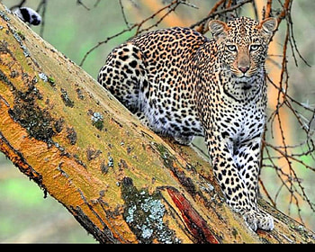stalking, big, fast, cat, wild, spots HD wallpaper
