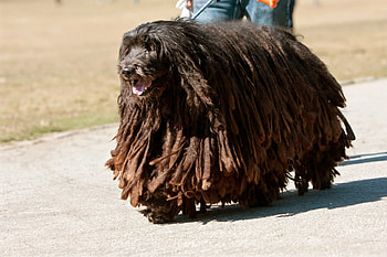 Bergamasco, Shepherd for sale, Online sale, Animal HD wallpaper