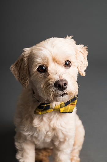Charming small dog wearing a yellow checkered bowtie, posing indoors. HD phone wallpaper