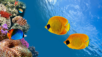Aquarium , Underwater enchantment, Captivating sea creatures, Wildlife display HD wallpaper