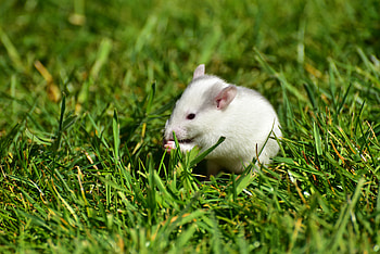 Animals, Grass, Stroll, Rodent, Rat HD wallpaper