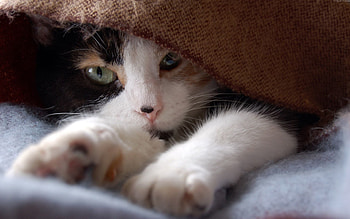 Animals, Cat, To Lie Down, Lie, Muzzle, Spotted, Spotty HD wallpaper
