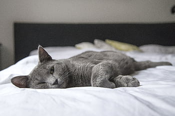 A gray cat peacefully resting on a bed in a cozy indoor setting. Perfect depiction of relaxation. HD wallpaper