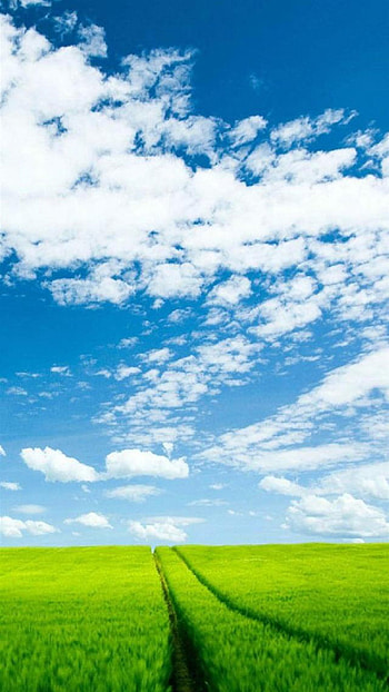 Nature Sunshine Green Corp Field Cloudy Sky 8 HD phone wallpaper