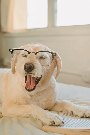 Cute dog wearing glasses yawning while pretending to read a book indoors. HD phone wallpaper