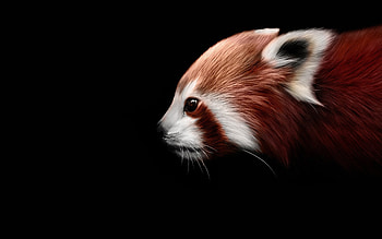 Red panda, Beautiful , Nature-inspired, Mesmerizing visuals HD wallpaper