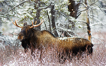 Animals, Winter, Forest, Old, Stroll, Elk HD wallpaper