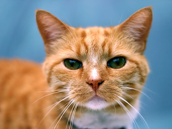 Bored Cat, bored cat wp bored ing cats bored HD wallpaper
