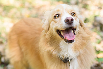 Animals, Dog, Cool, Happiness, Happy HD wallpaper