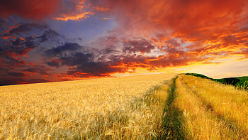 farm , High-quality backgrounds, Farming life, Countryside HD wallpaper
