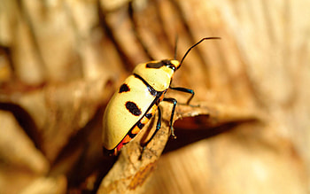 Macro, Surface, Leaf, Sheet, Insect, Dry HD wallpaper