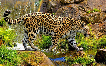 Animals, Leopards HD wallpaper