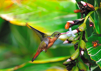 Humming Bird, humming, beautiful, bird HD wallpaper