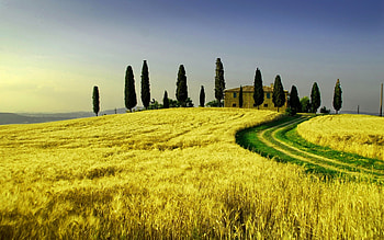 Landscape, Fields, Wheat HD wallpaper