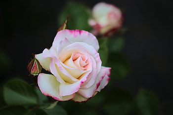 Rose, Buds, Tenderness, Petals HD wallpaper