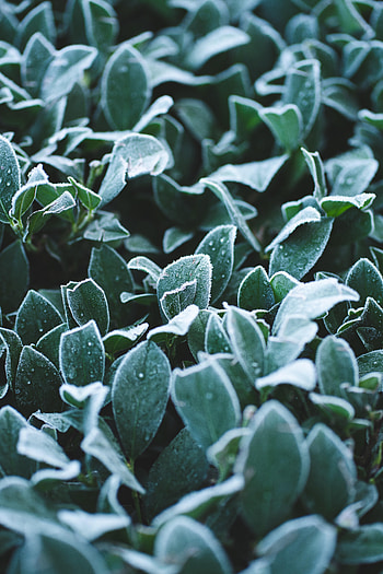 Leaves, Drops, Plant, Macro, Frost, Hoarfrost HD phone wallpaper