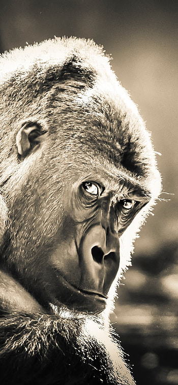 Gorilla , High-resolution , backgrounds, Mobile art HD phone wallpaper