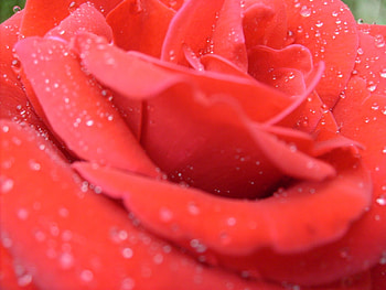 Plants, Flowers, Background, Roses HD wallpaper