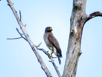 Animals, Bird, Branch, Predator, Tyuvik, Tuvik HD wallpaper