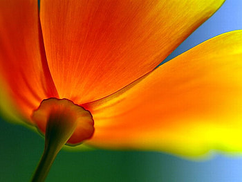 Orange Flower, cool, orange, , flower HD wallpaper
