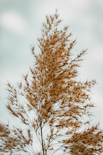 Grass, Plant, Macro, Fluffy, Brown HD phone wallpaper
