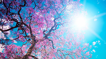 o-hanami, blossom festival and to enjoy the cherry blossoms, japan HD wallpaper