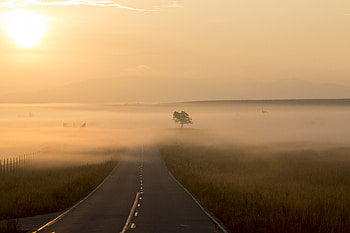 Nature, Wood, Road, Markup, Tree, Fog HD wallpaper