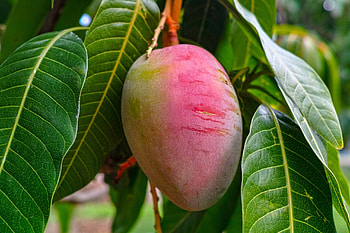 Tree, Mangos HD wallpaper