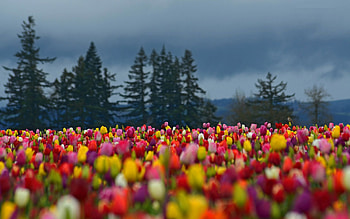 Tulip Field on a Cloudy Day, trees, nature, flowers, tulips HD wallpaper