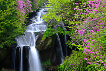 Forest water cascades, river, beautiful, stones, wildflowers, waterfall, cascades, trees, greenery, water, forest, stream HD wallpaper