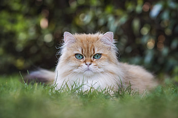 Majestic Cat in : Nature’s Furry Beauty, Animal, cat HD wallpaper