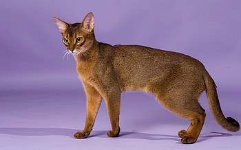 Abyssinian Cat, Brown fur, Short-haired beauty, Feline grace HD wallpaper