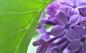 Flowers, Leaves, Lilac, Macro, Bud HD wallpaper