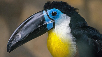 Channel-billed, Toucans HD wallpaper