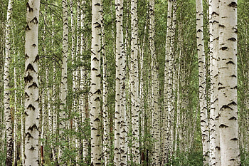 Nature, Birch , Birch backgrounds, Top HD wallpaper