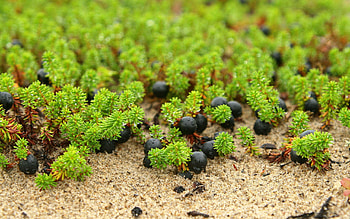 Grass, Drops, Berries, Macro HD wallpaper