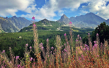 Tatra, Poland, clouds, Tatra, flowers, mountains, Poland HD wallpaper