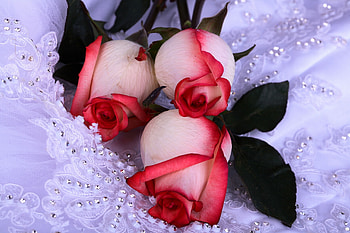 Flowers, Roses, Wedding, Dress, Rhinestones HD wallpaper