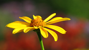 Yellow flower, garden, summer, red, yellow HD wallpaper