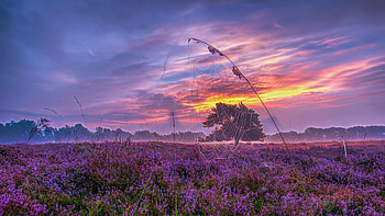 Netherlands, a blade of grass, sky, field, landscape, trees, clouds, colors HD wallpaper