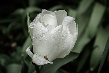 White tulip, drops HD wallpaper